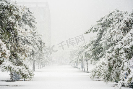 冬至摄影照片_下雪天白天松树和落雪道路落雪摄影图配图