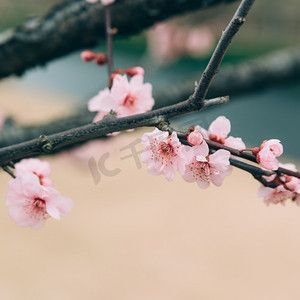 腊八送福摄影照片_植物花冬季白天梅花枝头特写盛开绽放摄影图配图