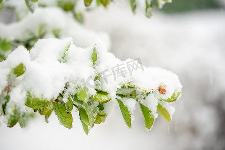 冬季树枝摄影照片_积雪白天树枝上的雪室外下雪摄影图配图