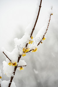 下雪图片摄影照片_冬季雪景白天迎春花落雪室外下雪摄影图配图