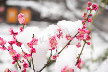 梅花白天冰雪梅花梅园赏梅摄影图配图