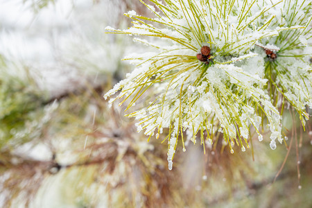 冬至植物摄影照片_下雪天白天松枝上的积雪室外落雪摄影图配图