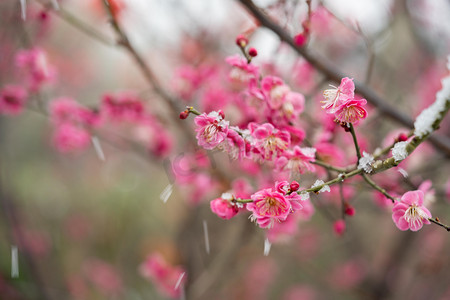 梅花白天盛开的红梅梅园赏梅摄影图配图