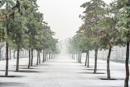 冬季雪景白天冬季雪景道路树木室外下雪摄影图配图