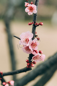 腊八送福摄影照片_花植物冬季春季梅花室外枝头盛开绽放摄影图配图