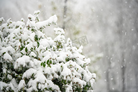 冬至放假摄影照片_下雪白天树枝上的雪室外积雪摄影图配图