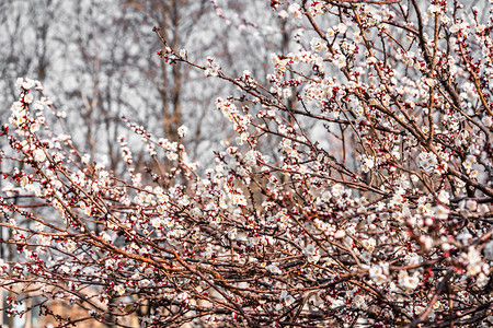 春季梅花白天梅花树林室外春季梅花摄影图配图