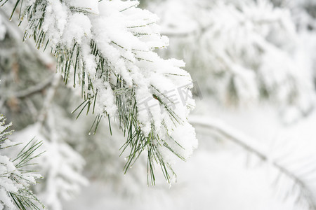 冬季树枝摄影照片_冬季雪景白天落雪松枝室外雪景摄影图配图