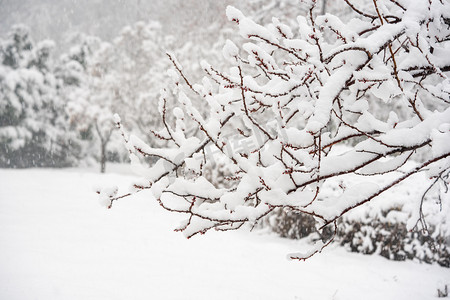 冬季雪景白天冬季雪景雪压树枝室外雪景摄影图配图