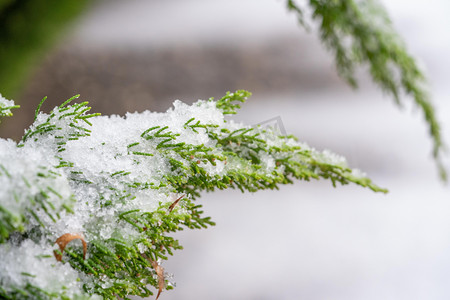 下雪天白天松枝室外积雪摄影图配图