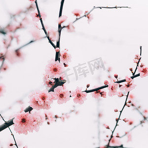 植物冬季梅花枝头盛放摄影图配图