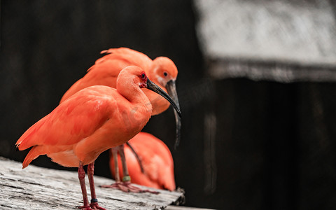 珍稀摄影照片_鸟类珍稀保护动物美洲红䴉摄影图配图