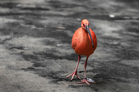 珍稀摄影照片_动物珍稀鸟类美洲红䴉红朱鹭摄影图配图