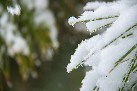 雪松树摄影照片_雪景白天落雪松枝室外赏雪摄影图配图