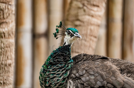 绿孔雀鸟类珍稀保护动物摄影图配图