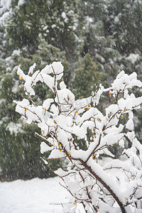 冬季雪景白天雪压柏树树枝室外下雪摄影图配图