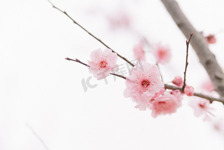 花朵冬季春天白天梅花枝头公园盛开绽放摄影图配图