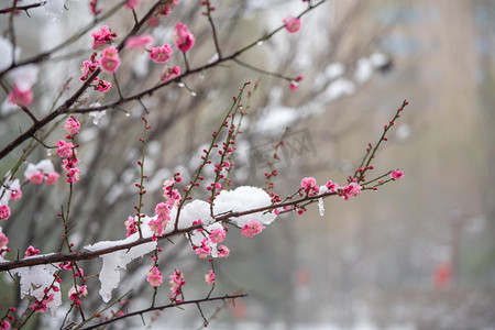 梅花白天白雪梅花树公园赏梅摄影图配图