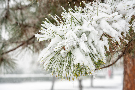 下雪白天树枝上的白雪室外落雪摄影图配图