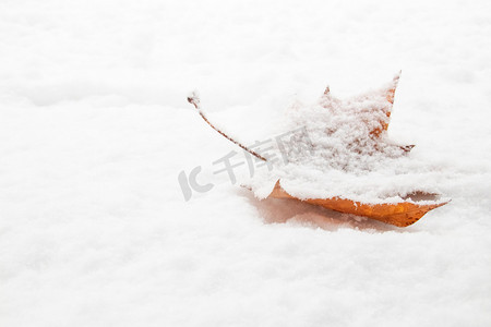 冬季大雪落雪的树枝白天树叶室外冬季大雪落雪摄影图配图