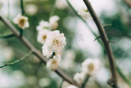 植物花卉冬季白天梅花室外枝头盛开摄影图配图