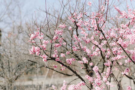 植物花冬季春季梅花树枝公园盛开摄影图配图