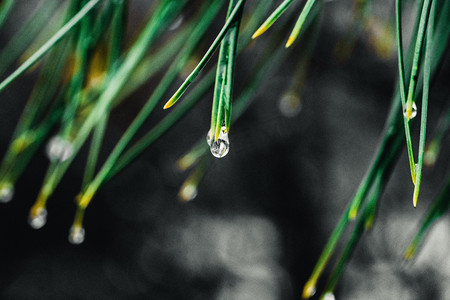 摄影照片_雨滴白天树枝上的水滴室外春游摄影图配图