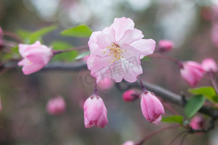 腊八送福摄影照片_海棠春天花瓣自然盛开摄影图配图