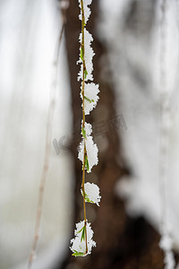 冬季雪景白天柳树枝室外下雪摄影图配图