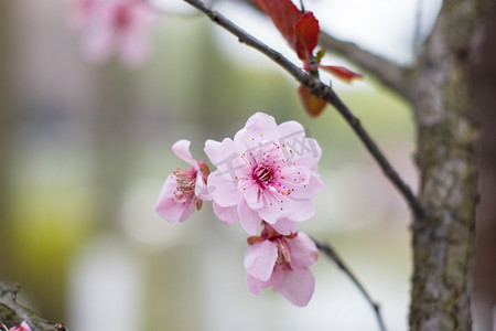 春天下午花瓣自然立春摄影图配图