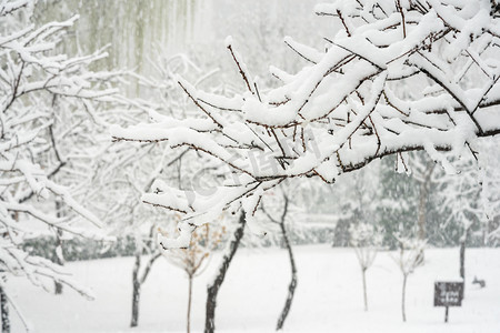 冬季雪景白天树枝落雪室外下雪树枝摄影图配图