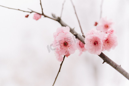 花朵植物冬季春天白天梅花公园盛开摄影图配图