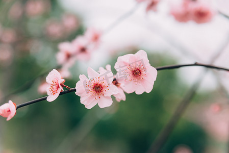 植物花朵冬季白天梅花枝头盛开摄影图配图