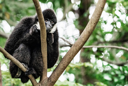 长臂猿珍稀动物保护自然摄影图配图