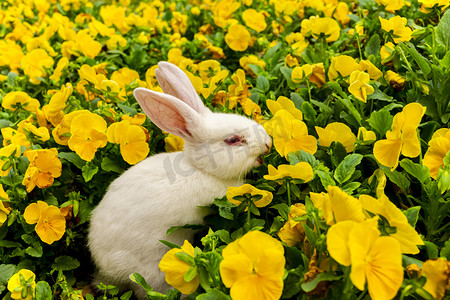 户外白天一只小白兔在花丛里玩耍摄影图配图