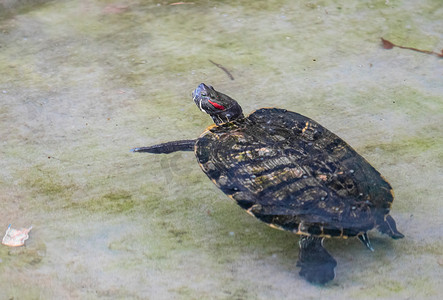 珍稀摄影照片_珍稀动物保护自然巴西龟摄影图配图