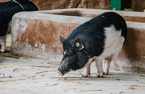 小猪香猪自然保护动物摄影图配图