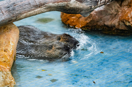 保护珍稀动物海狸海洋动物摄影图配图