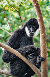 珍稀摄影照片_猿猴动物长臂猿黑色自然摄影图配图