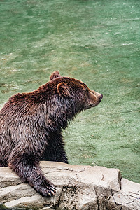 珍稀摄影照片_棕熊黑熊珍稀保护动物摄影图配图