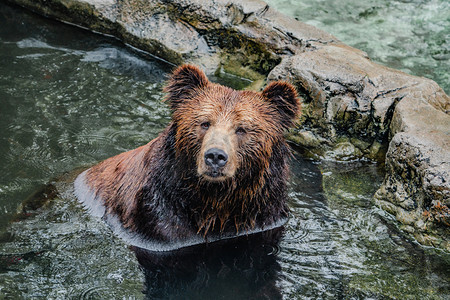 动物园珍稀动物黑熊棕熊摄影图配图