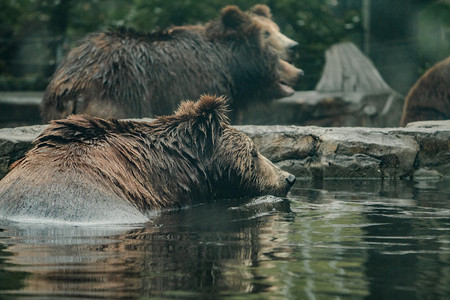 棕熊黑熊水池泡澡动物园摄影图配图