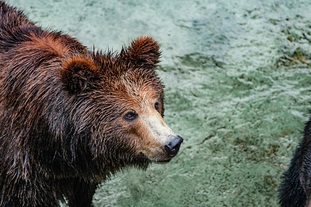 保护动物珍稀动物园棕熊摄影图配图