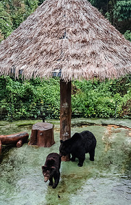 棕熊动物珍稀自然黑熊摄影图配图
