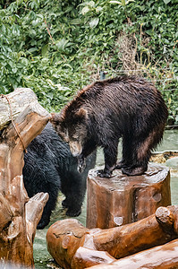 珍稀保护动物棕熊动物园摄影图配图