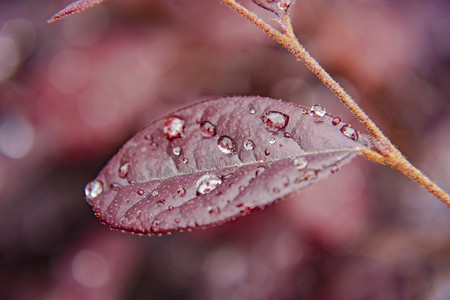 雨露树叶摄影照片_白天户外雨后在树叶上的雨露摄影图配图