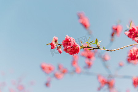 植物春天桃花室外枝头盛开摄影图配图