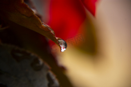 雨露树叶摄影照片_户外白天雨后在植物叶子上的露珠摄影图配图