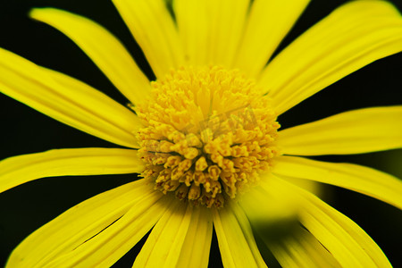白天户外一朵菊花在春天里绽开摄影图配图