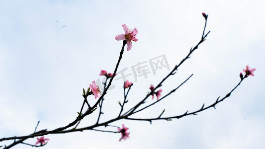 桃枝发芽春天三月桃树桃园开花摄影图配图